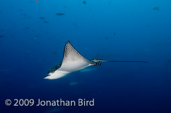 Spotted Eagle Ray [Aetobatus narinari]