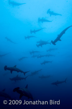 Scalloped Hammerhead Shark [Sphyrna lewini]