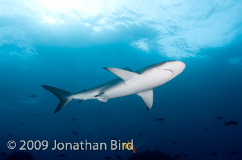 Galapagos Shark [Carcharhinus galapensis]