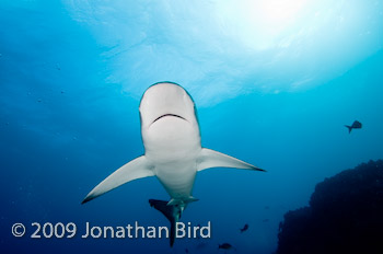 Galapagos Shark [Carcharhinus galapensis]