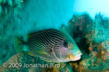 Diagonal-Banded Sweetlips [Plectorhinchus lineatus]