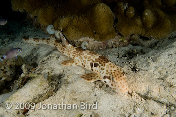 Raja Epaulette Shark [Hemiscylliium freycineti]