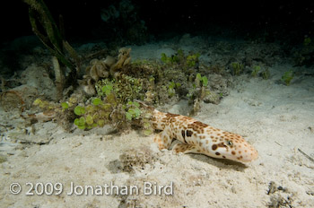 Raja Epaulette Shark [Hemiscylliium freycineti]