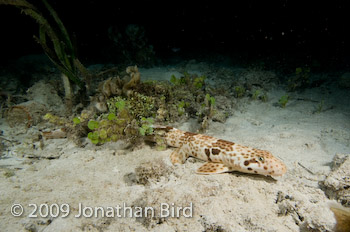 Raja Epaulette Shark [Hemiscylliium freycineti]