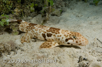 Raja Epaulette Shark [Hemiscylliium freycineti]