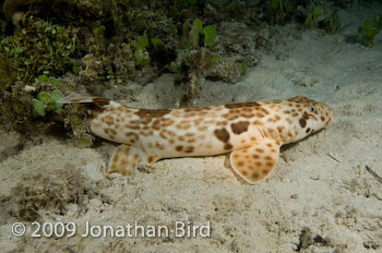 Raja Epaulette Shark [Hemiscylliium freycineti]