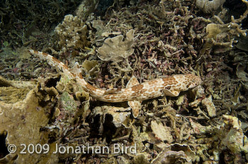 Raja Epaulette Shark [Hemiscylliium freycineti]