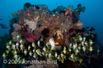 Ribbon Sweetlips [Plectorhinchus polytaenia]