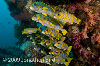 Ribbon Sweetlips [Plectorhinchus polytaenia]