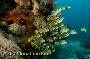 Ribbon Sweetlips [Plectorhinchus polytaenia]