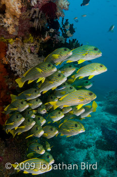 Ribbon Sweetlips [Plectorhinchus polytaenia]