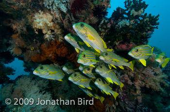 Ribbon Sweetlips [Plectorhinchus polytaenia]