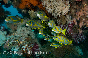 Ribbon Sweetlips [Plectorhinchus polytaenia]