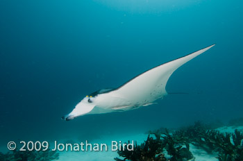 Manta Ray [Manta birostris]