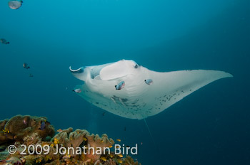 Manta Ray [Manta birostris]