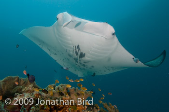 Manta Ray [Manta birostris]