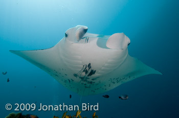 Manta Ray [Manta birostris]