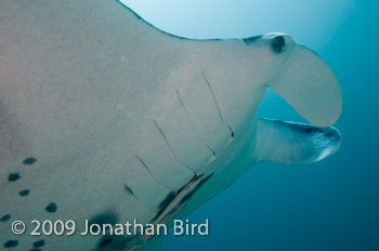 Manta Ray [Manta birostris]