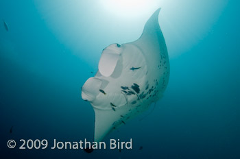 Manta Ray [Manta birostris]