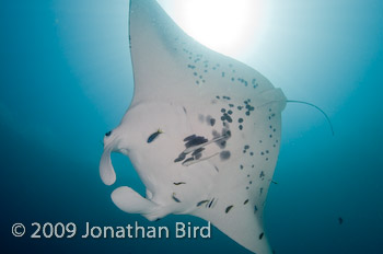 Manta Ray [Manta birostris]