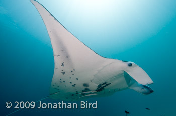 Manta Ray [Manta birostris]