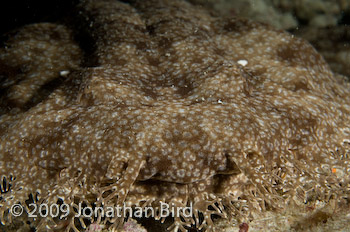 Tasselled Wobbegong Shark [Eurocrossorhinus dasypogon]