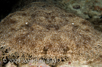 Tasselled Wobbegong Shark [Eurocrossorhinus dasypogon]