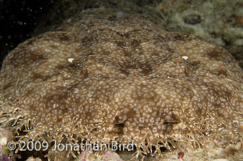 Tasselled Wobbegong Shark [Eurocrossorhinus dasypogon]