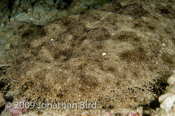 Tasselled Wobbegong Shark [Eurocrossorhinus dasypogon]