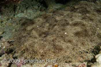 Tasselled Wobbegong Shark [Eurocrossorhinus dasypogon]