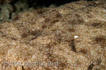 Tasselled Wobbegong Shark [Eurocrossorhinus dasypogon]