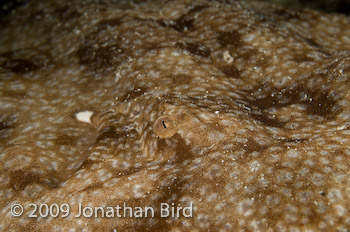 Tasselled Wobbegong Shark [Eurocrossorhinus dasypogon]