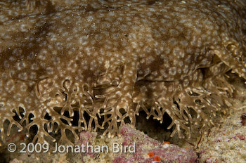 Tasselled Wobbegong Shark [Eurocrossorhinus dasypogon]