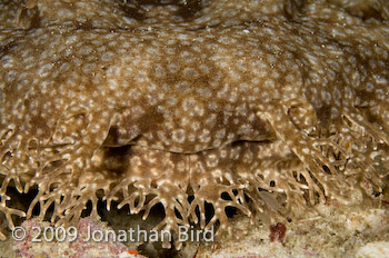 Tasselled Wobbegong Shark [Eurocrossorhinus dasypogon]