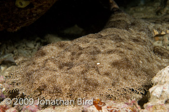 Tasselled Wobbegong Shark [Eurocrossorhinus dasypogon]