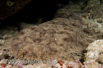 Tasselled Wobbegong Shark [Eurocrossorhinus dasypogon]