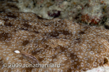 Tasselled Wobbegong Shark [Eurocrossorhinus dasypogon]