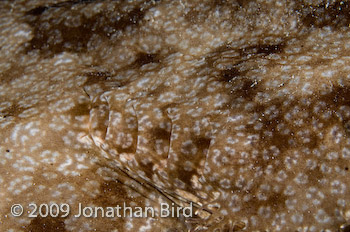 Tasselled Wobbegong Shark [Eurocrossorhinus dasypogon]