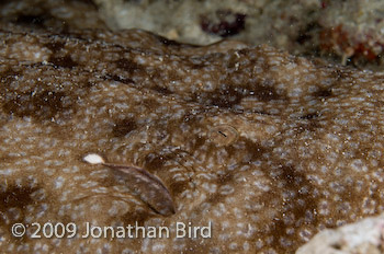 Tasselled Wobbegong Shark [Eurocrossorhinus dasypogon]