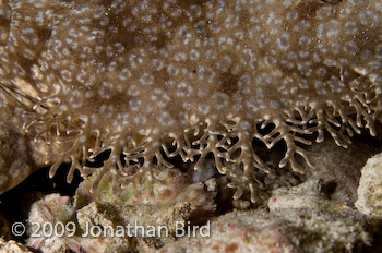 Tasselled Wobbegong Shark [Eurocrossorhinus dasypogon]