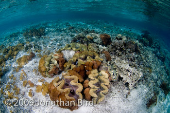 Giant Clam [--]