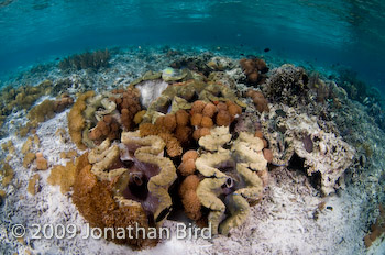 Giant Clam [--]