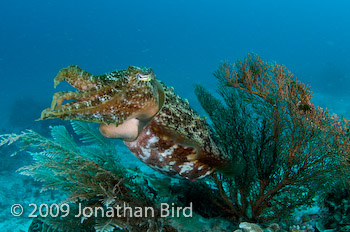 Broadclub Cuttlefish [Sepia latimanus]