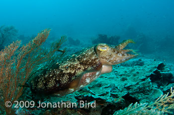 Broadclub Cuttlefish [Sepia latimanus]