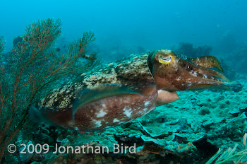 Broadclub Cuttlefish [Sepia latimanus]