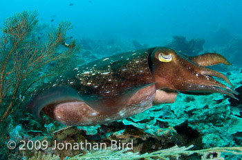 Broadclub Cuttlefish [Sepia latimanus]