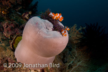 False-clown Anemonefish [Amphiprion ocellaris]