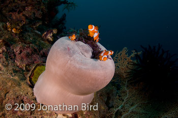 False-clown Anemonefish [Amphiprion ocellaris]