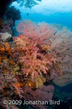 Coral Reef [--]