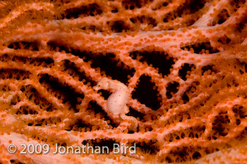 Pygmy Seahorse [Hippocampus bargibanti]